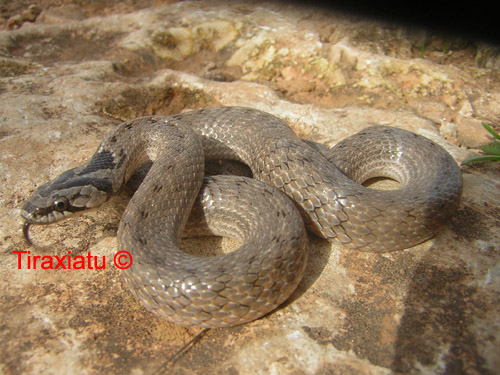 Alcune bestiole poco conosciute del territorio siculo